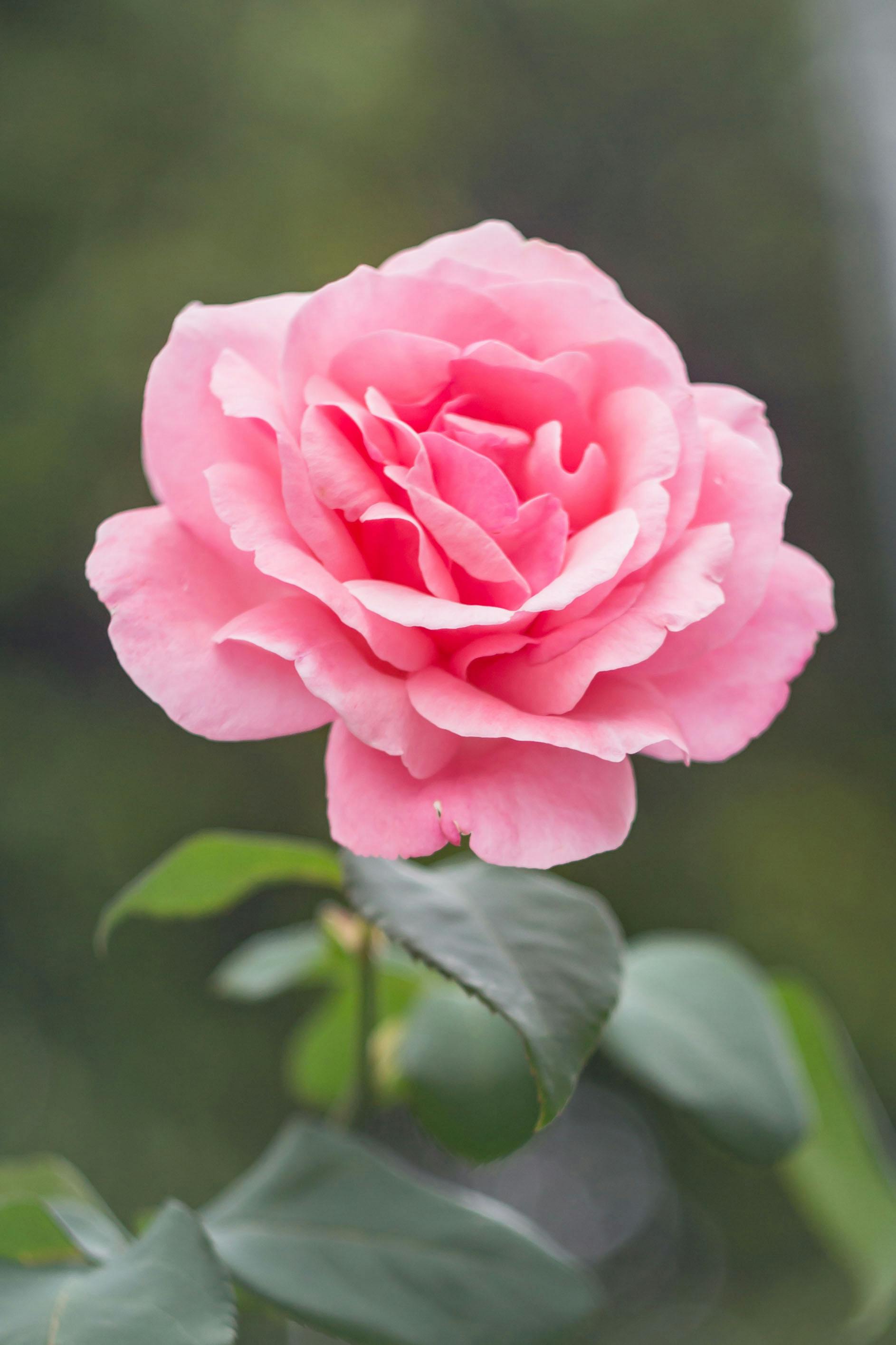 image here